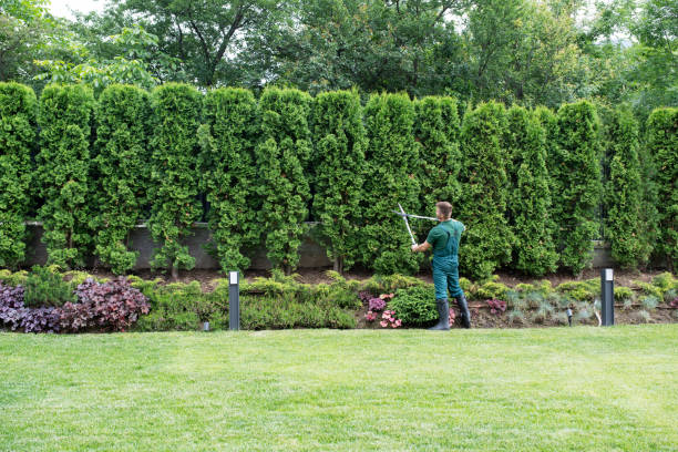 Professional Tree Care Services in Hicksville, NY